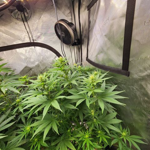 Rainbow Runtz growlog timeline photo