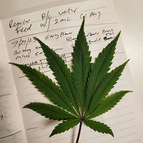 Rainbow Runtz growlog timeline photo