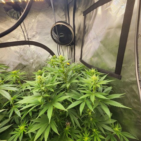 Rainbow Runtz growlog timeline photo