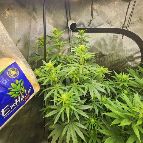 Rainbow Runtz growlog timeline photo