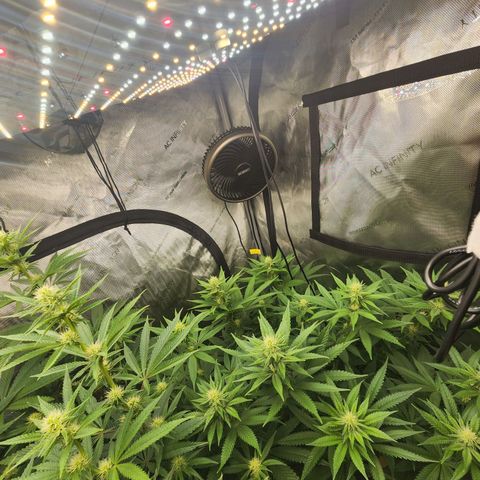 Rainbow Runtz growlog timeline photo