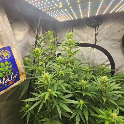 Rainbow Runtz growlog timeline photo