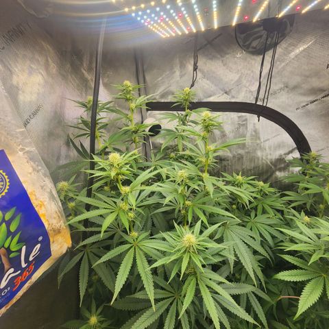 Rainbow Runtz growlog timeline photo