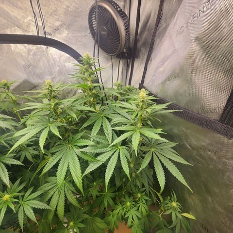 Rainbow Runtz growlog timeline photo