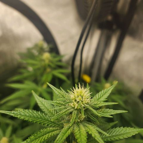 Rainbow Runtz growlog timeline photo