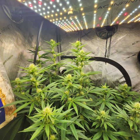 Rainbow Runtz growlog timeline photo