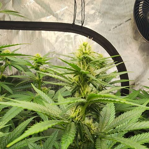 Rainbow Runtz growlog timeline photo