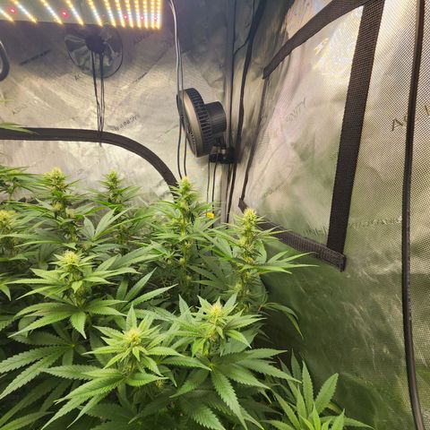 Rainbow Runtz growlog timeline photo