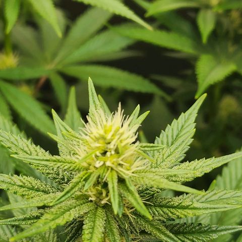 Rainbow Runtz growlog timeline photo