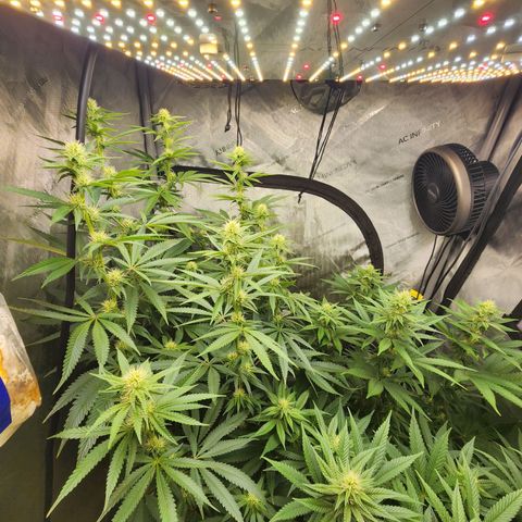 Rainbow Runtz growlog timeline photo