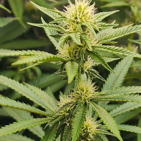 Rainbow Runtz growlog timeline photo