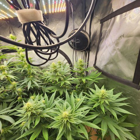 Rainbow Runtz growlog timeline photo
