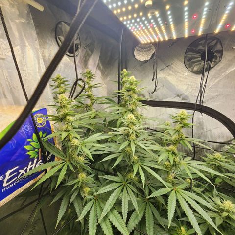 Rainbow Runtz growlog timeline photo