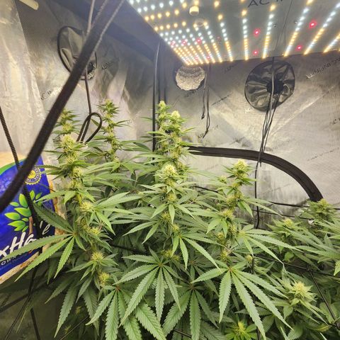Rainbow Runtz growlog timeline photo