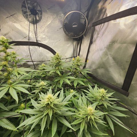 Rainbow Runtz growlog timeline photo