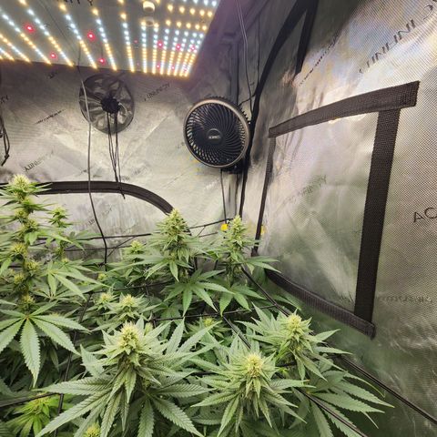 Rainbow Runtz growlog timeline photo