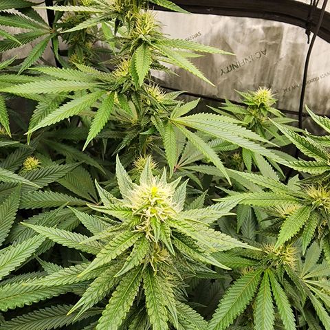 Rainbow Runtz growlog timeline photo
