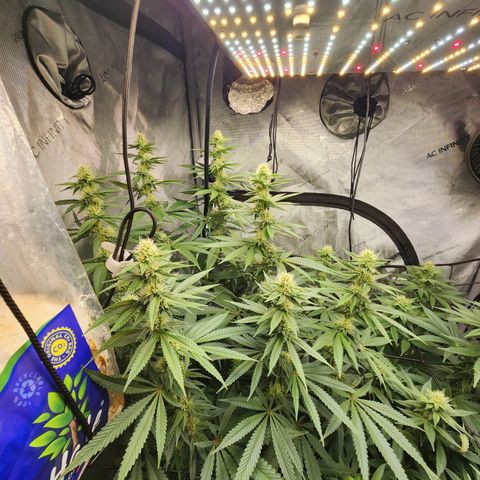 Rainbow Runtz growlog timeline photo