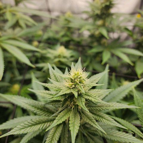 Rainbow Runtz growlog timeline photo