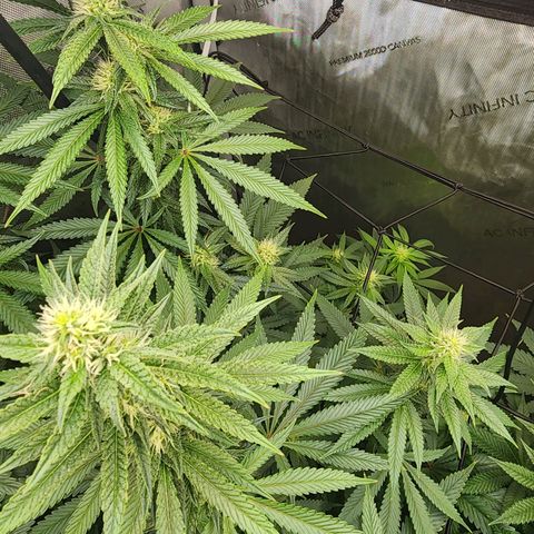 Rainbow Runtz growlog timeline photo