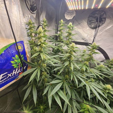Rainbow Runtz growlog timeline photo