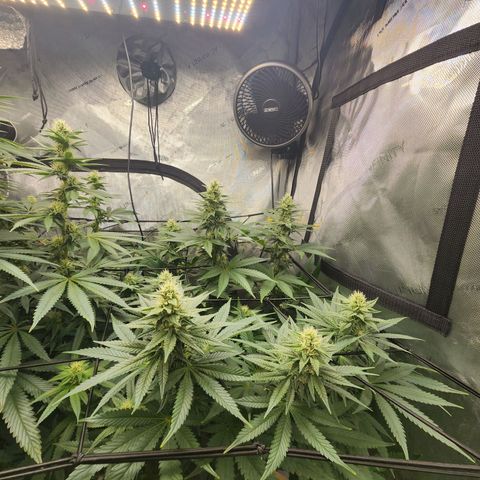 Rainbow Runtz growlog timeline photo