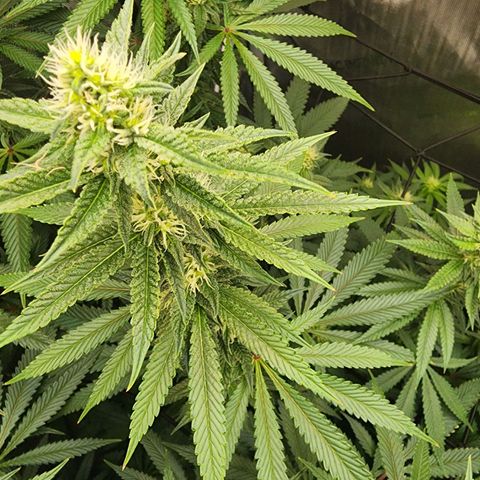 Rainbow Runtz growlog timeline photo
