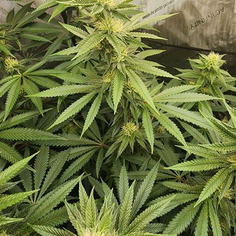 Rainbow Runtz growlog timeline photo