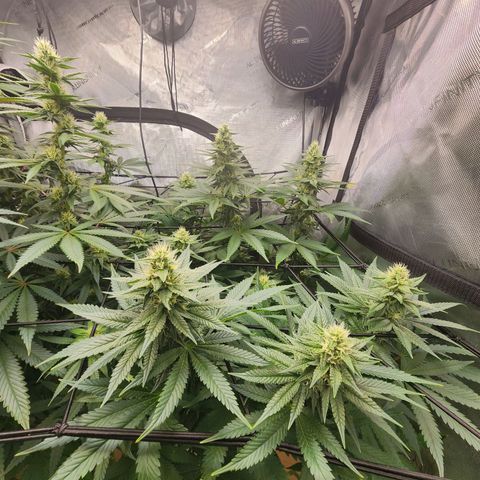 Rainbow Runtz growlog timeline photo