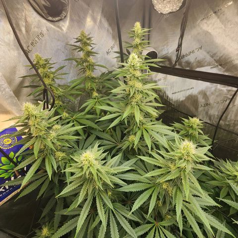 Rainbow Runtz growlog timeline photo