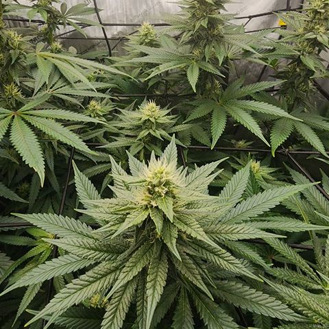 Rainbow Runtz growlog timeline photo
