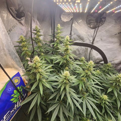 Rainbow Runtz growlog timeline photo