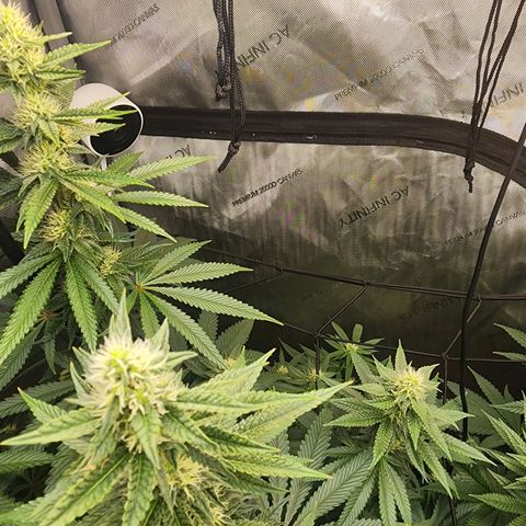 Rainbow Runtz growlog timeline photo