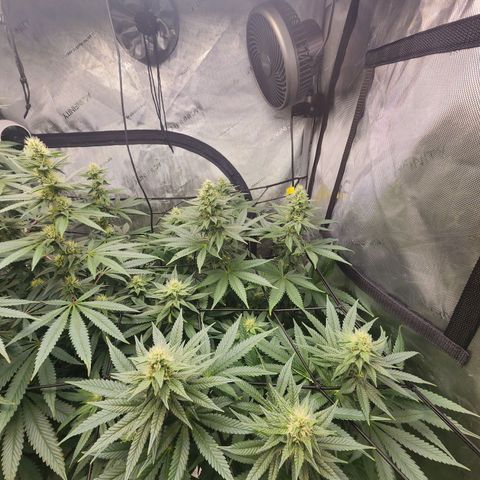Rainbow Runtz growlog timeline photo