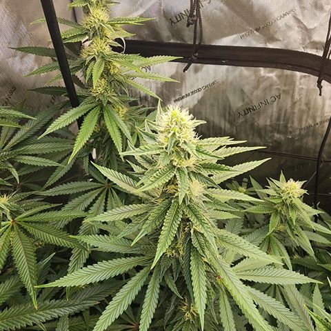 Rainbow Runtz growlog timeline photo