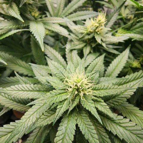 Rainbow Runtz growlog timeline photo