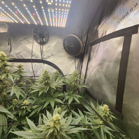 Rainbow Runtz growlog timeline photo