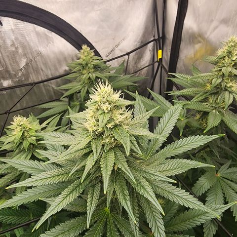 Rainbow Runtz growlog timeline photo