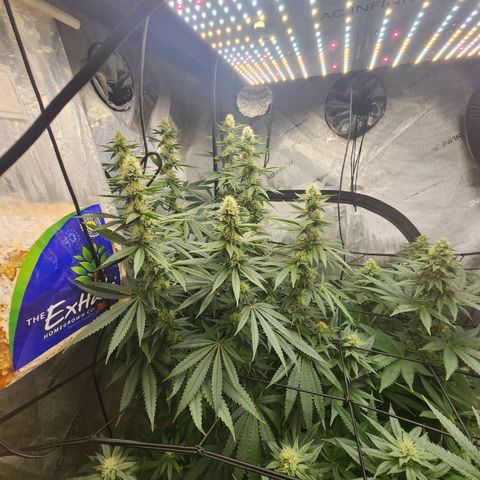 Rainbow Runtz growlog timeline photo