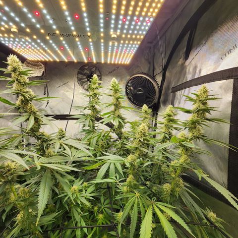 Rainbow Runtz growlog timeline photo