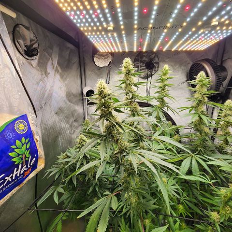 Rainbow Runtz growlog timeline photo