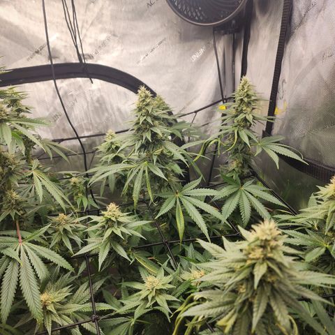 Rainbow Runtz growlog timeline photo