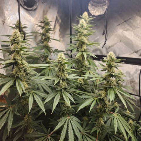 Rainbow Runtz growlog timeline photo