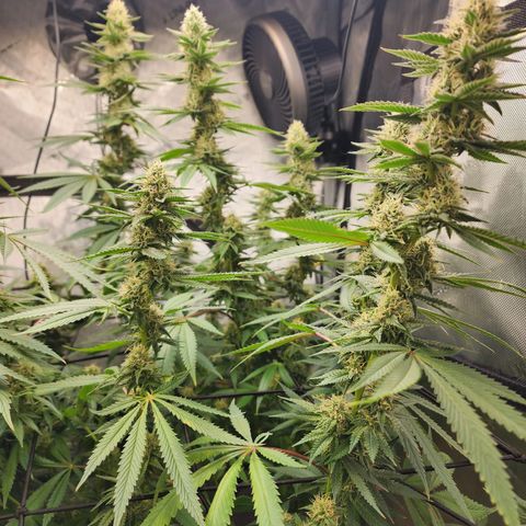 Rainbow Runtz growlog timeline photo