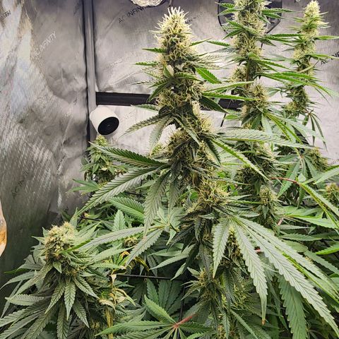 Rainbow Runtz growlog timeline photo