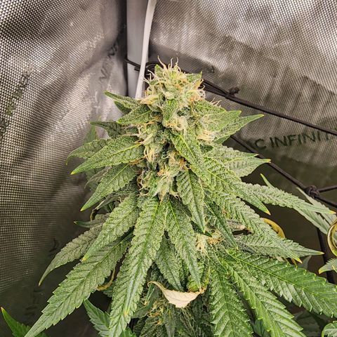 Rainbow Runtz growlog timeline photo