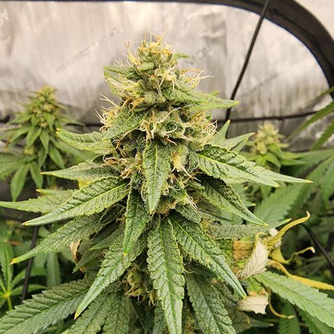 Rainbow Runtz growlog timeline photo