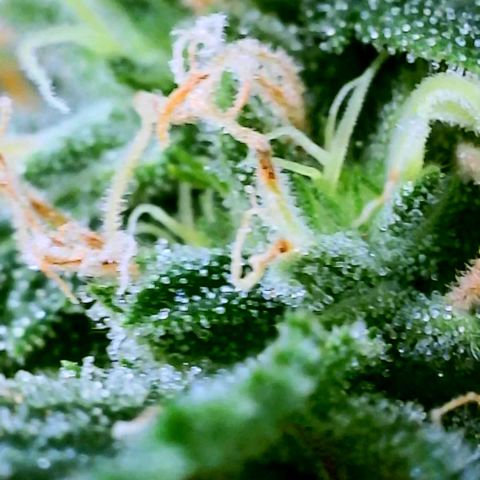 Rainbow Runtz growlog timeline photo