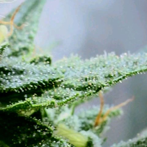 Rainbow Runtz growlog timeline photo