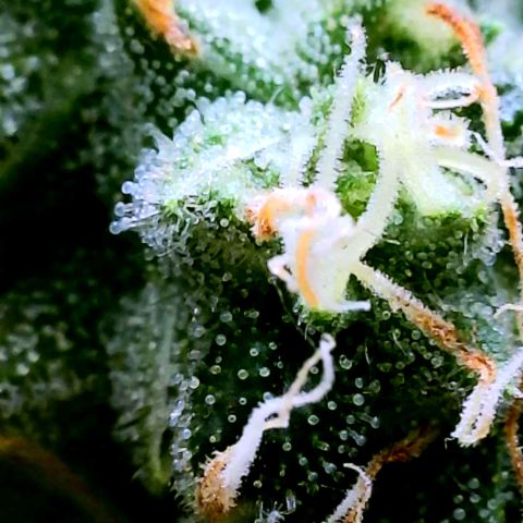 Rainbow Runtz growlog timeline photo